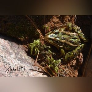 “Leopard Frog” My original photography by Studio 12749